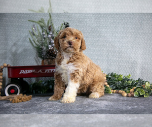 Medium Poodle (Miniature)