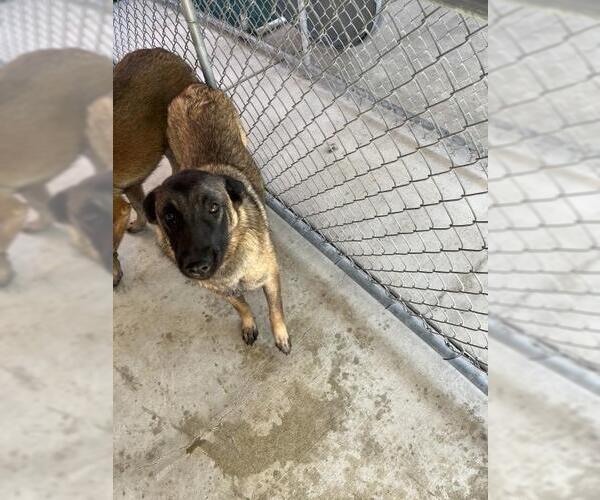 Medium Photo #1 Mutt Puppy For Sale in Redlands, CA, USA