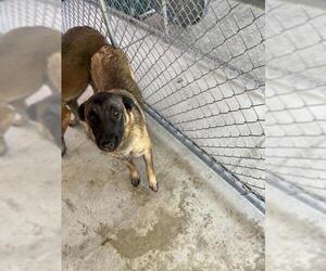 Mutt Dogs for adoption in Redlands, CA, USA