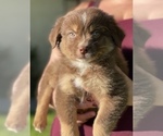 Small Photo #7 Australian Shepherd Puppy For Sale in VACAVILLE, CA, USA
