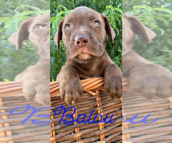 Medium Photo #13 Labrador Retriever-Staffordshire Bull Terrier Mix Puppy For Sale in Chico, CA, USA