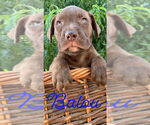 Small #12 Labrador Retriever-Staffordshire Bull Terrier Mix