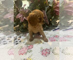 Small Photo #4 Affenpoo-Cavalier King Charles Spaniel Mix Puppy For Sale in MOUNT CLEMENS, MI, USA