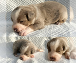 Image preview for Ad Listing. Nickname: Blue Merle male