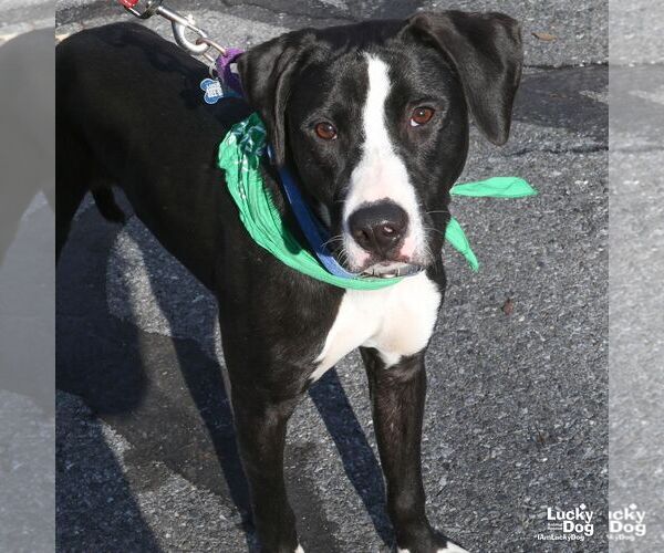 Medium Photo #5 Borador Puppy For Sale in Washington, DC, USA