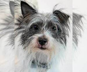 Medium Mutt