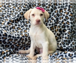 Labrador Retriever Puppy for sale in LAKELAND, FL, USA