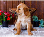 Small #4 Golden Retriever