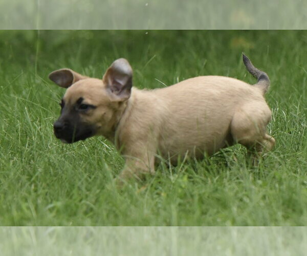 Medium Photo #8 Boxer-Unknown Mix Puppy For Sale in Mechanicsburg, PA, USA