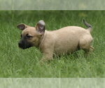 Small #7 Boxer Mix
