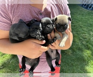 Pug Puppy for sale in STAR, ID, USA