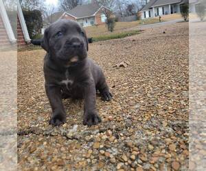 Cane Corso Puppy for sale in PEARL, MS, USA