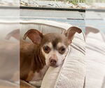 Small #3 Chihuahua Mix