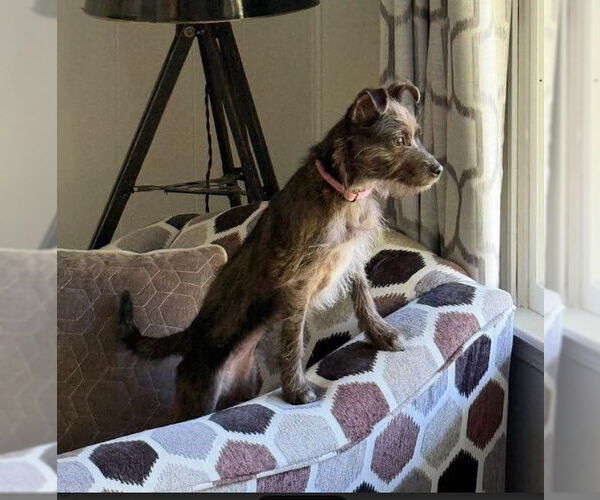 Medium Photo #2 Chihuahua-Unknown Mix Puppy For Sale in Sheboygan, WI, USA