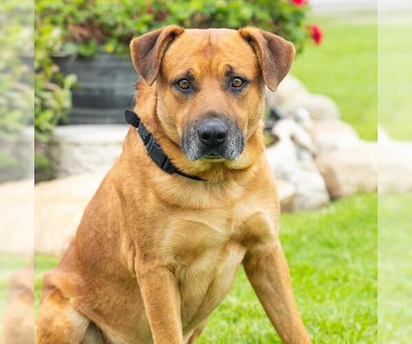 Medium Photo #2 Rhodesian Ridgeback-Unknown Mix Puppy For Sale in Camarillo, CA, USA