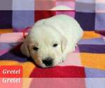 Small Photo #18 Golden Retriever Puppy For Sale in AIKEN, SC, USA