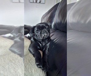 Pug Puppy for sale in INDEPENDENCE, MO, USA