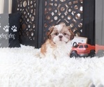 Small #1 Shih Tzu