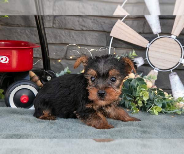 Medium Photo #7 Yorkshire Terrier Puppy For Sale in MONROE, IN, USA