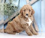 Small Photo #3 Goldendoodle (Miniature) Puppy For Sale in BIGLERVILLE, PA, USA