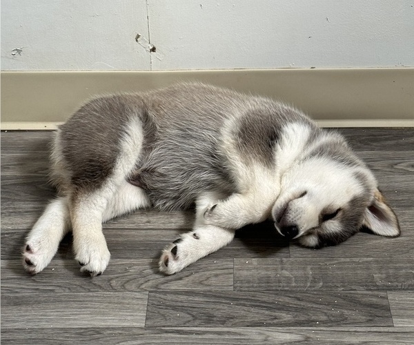 Medium Photo #8 Siberian Husky Puppy For Sale in PUYALLUP, WA, USA