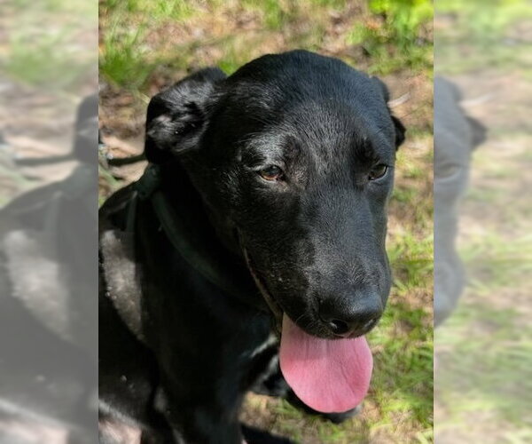 Medium Photo #3 Labrador Retriever-Unknown Mix Puppy For Sale in Tarrytown, GA, USA
