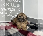 Small Photo #9 Maltipoo Puppy For Sale in FRANKLIN, IN, USA