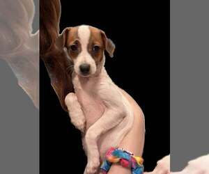 Cleo, a small 1 year old female - Female Italian Greyhound-Unknown Mix Dog for Adoption - Photo #3