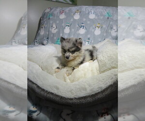 Pomeranian Puppy for Sale in COOKEVILLE, Tennessee USA