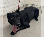 Small Labrador Retriever Mix