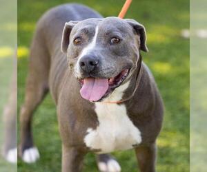 American Pit Bull Terrier Dogs for adoption in Camarillo, CA, USA