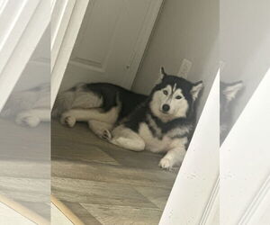 COURTESY POST: Hera - Female Siberian Husky Dog for Adoption - Photo #2
