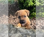 Puppy Gracie Jack Russell Terrier