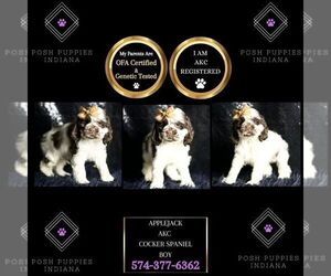 Cocker Spaniel Puppy for sale in WARSAW, IN, USA