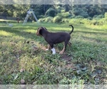 Small Photo #8 Catahoula Leopard Dog Puppy For Sale in TRYON, NC, USA
