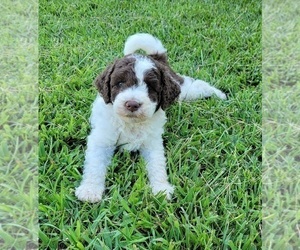 Aussiedoodle Puppy for sale in ARCHDALE, NC, USA