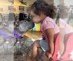 Small Photo #10 Mutt Puppy For Sale in Wenonah, NJ, USA
