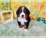 Small Photo #8 Bernese Mountain Dog Puppy For Sale in BLACK FOREST, CO, USA