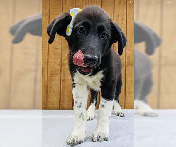 Medium Photo #3 Borador Puppy For Sale in Mt. Laurel, NJ, USA