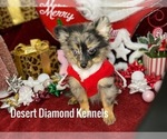 Small Photo #10 Pomeranian Puppy For Sale in HI VISTA, CA, USA