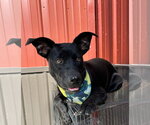 Small #1 Australian Kelpie-Labrador Retriever Mix