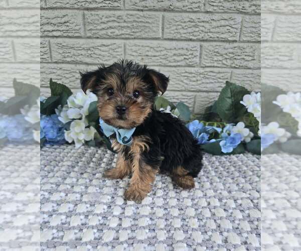 Medium Photo #5 Yorkshire Terrier Puppy For Sale in INDIANAPOLIS, IN, USA