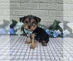 Small #4 Yorkshire Terrier