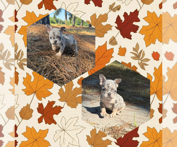 Medium Photo #5 French Bulldog Puppy For Sale in HOPE MILLS, NC, USA