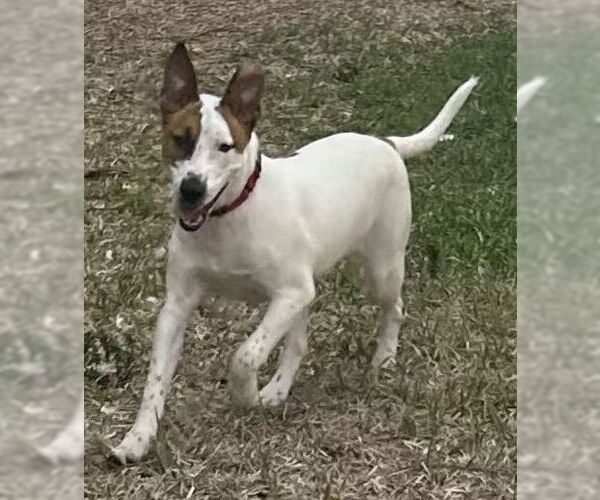 Medium Photo #1 German Shepherd Dog-Unknown Mix Puppy For Sale in Royal Palm Beach, FL, USA