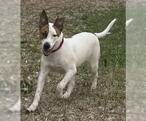 German Shepherd Dog-Unknown Mix Dogs for adoption in Royal Palm Beach, FL, USA