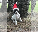Small Photo #6 German Shorthaired Pointer Puppy For Sale in SARASOTA, FL, USA