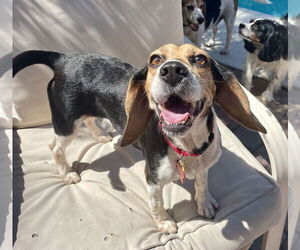 Beagle Dogs for adoption in Tampa, FL, USA