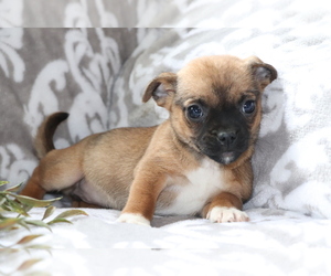 Jack Russell Terrier-Unknown Mix Puppy for sale in SHILOH, OH, USA