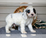 Small #1 Cocker Spaniel